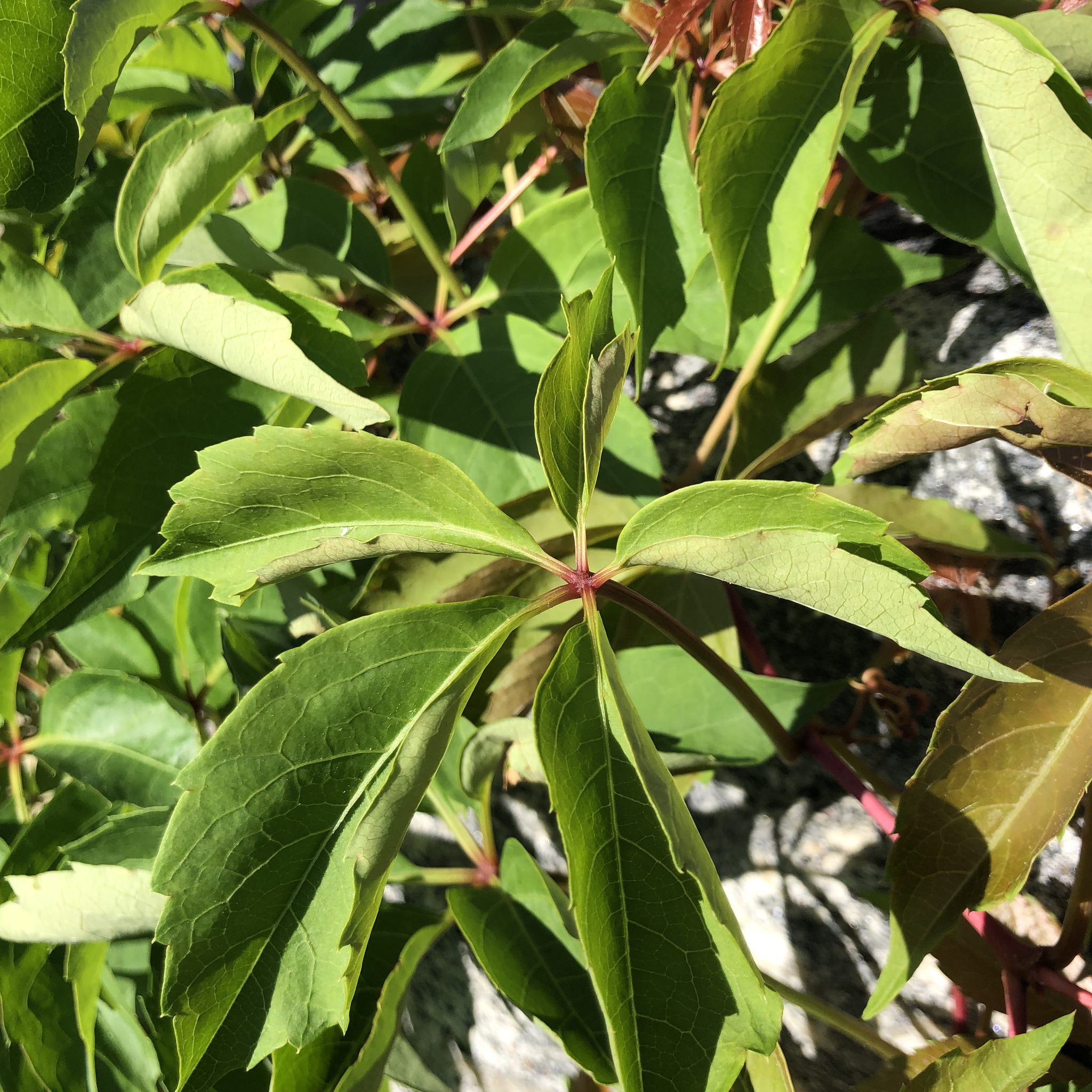 Parthenocissus quinquefolia
